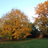 Fall Means Colour And Halloween!